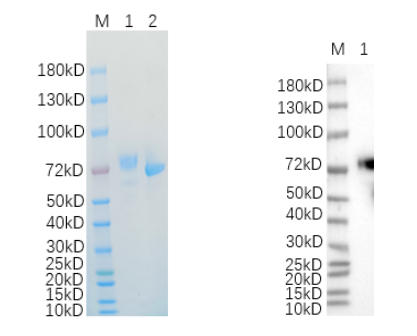 Reducing 4%-20% SDS-PAGE (CBB stained) and WB (Goat Anti-Human IgG/HRP antibody) analysis profiles of purified Wnt4.
1. Wnt4: 1 μg
2. BSA: 1 μg